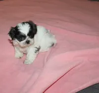 Binki purebred shih tzu Small  AKC choc, a female Shih Tzu for sale in Thayer, KS – 8 of 9