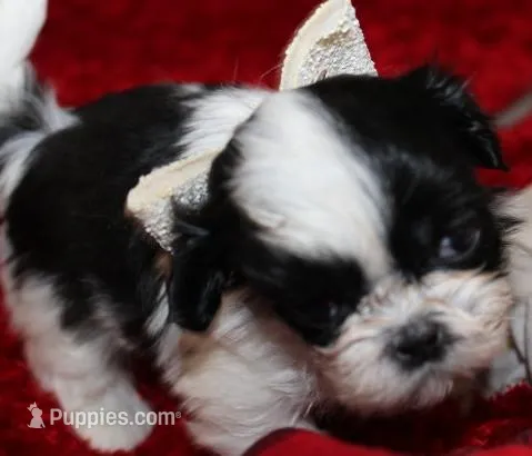 Thumper  m  verysmall – Shih Tzu puppy for sale in Thayer, KS