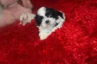 Thumper  m  verysmall, a male Shih Tzu for sale in Thayer, KS – Photo 10 of 10