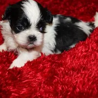 Thumper small m, a male Shih Tzu for sale in Thayer, KS – Photo 1 of 8