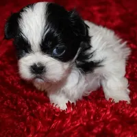 Thumper small m, a male Shih Tzu for sale in Thayer, KS – Photo 5 of 8