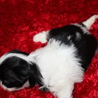 Thumper small m, a male Shih Tzu for sale in Thayer, KS – Photo 3 of 8