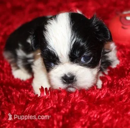 Thumper  m – Shih Tzu puppy for sale in Thayer, KS