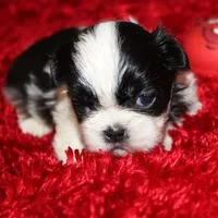 Thumper small m, a male Shih Tzu for sale in Thayer, KS – Photo 2 of 8