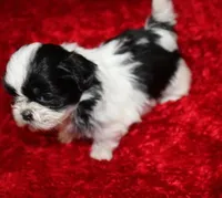 Thumper  m, a male Shih Tzu for sale in Thayer, KS – Photo 8 of 9