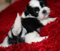 Thumper  m, a male Shih Tzu for sale in Thayer, KS – Photo 9 of 9