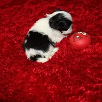 Thumper small m, a male Shih Tzu for sale in Thayer, KS – Photo 4 of 8
