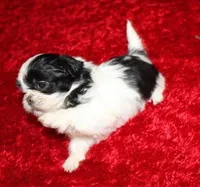 Thumper  m, a male Shih Tzu for sale in Thayer, KS – Photo 6 of 9