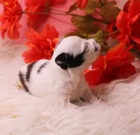 Dunkin   havashu~ Pending, a male Havanese for sale in Thayer, KS – 6 of 10