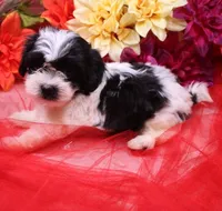 Magnolia  havashu  havanese/shihtzu, a female Havanese and Shih Tzu for sale in Thayer, KS – 7 of 10