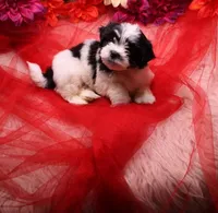 Buttercup  havashu havanese/shihtzu, a female Havanese and Shih Tzu for sale in Thayer, KS – 3 of 10