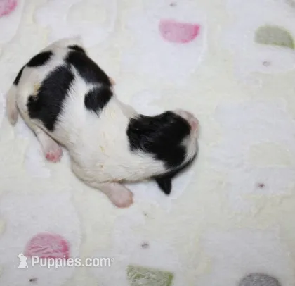 Magnolia  havashu  havanese/shihtzu – Havanese, Shih Tzu puppy for sale in Thayer, KS