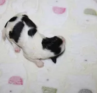 Magnolia  havashu  havanese/shihtzu, a female Havanese and Shih Tzu for sale in Thayer, KS – 1 of 1