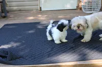 tiny  akc purebred f, a female Shih Tzu for sale in Thayer, KS – 10 of 10