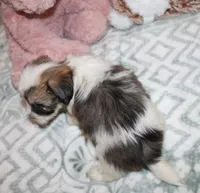 Cozy, a female Havanese for sale in Thayer, KS – 8 of 9