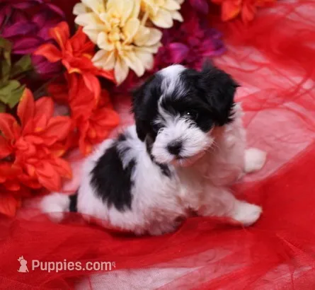 Daffodil  small  havashu   shih tzu - havanese  – Havanese, Shih Tzu puppy for sale in Thayer, KS