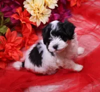 Daffodil  havashu   havanese/shih tzu  small, a female Havanese and Shih Tzu for sale in Thayer, KS – 4 of 10