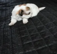 Trinket  Shih tzu Small!, a female Shih Tzu for sale in Thayer, KS – 8 of 8