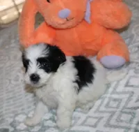 Cider Male Havanese , a male Havanese for sale in Thayer, KS – 1 of 2