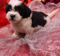 Diesel    havashu, a male Havanese and Shih Tzu for sale in Thayer, KS – 3 of 10