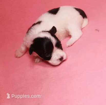 Daffodil  havashu   havanese/shih tzu  small – Havanese, Shih Tzu puppy for sale in Thayer, KS