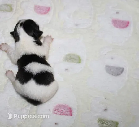 Buttercup  havashu havanese/shihtzu – Havanese, Shih Tzu puppy for sale in Thayer, KS