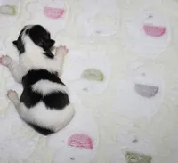 Buttercup  havashu havanese/shihtzu, a female Havanese and Shih Tzu for sale in Thayer, KS – 1 of 2