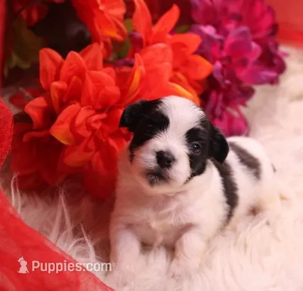 havanese shih-tzu  Dozer – Havanese, Shih Tzu puppy for sale in Thayer, KS