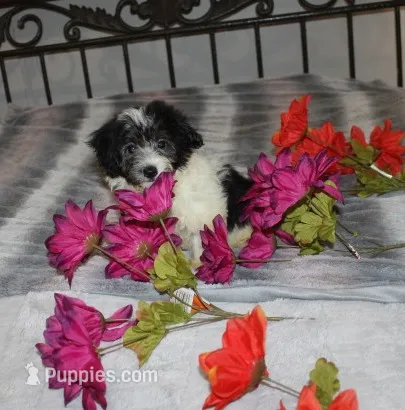 Breezy – Havanese puppy for sale in Thayer, KS