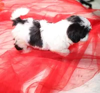 Magnolia  havashu  havanese/shihtzu, a female Havanese and Shih Tzu for sale in Thayer, KS – 6 of 10