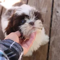 Giz AKC Liver!, a male Shih Tzu for sale in Thayer, KS – Photo 3 of 10