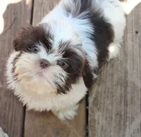 Giz AKC Liver!, a male Shih Tzu for sale in Thayer, KS – Photo 1 of 10