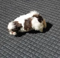Giz AKC Liver!, a male Shih Tzu for sale in Thayer, KS – Photo 7 of 10
