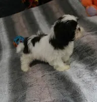 Giz AKC, a male Shih Tzu for sale in Thayer, KS – Photo 4 of 5