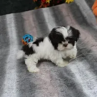 Giz AKC, a male Shih Tzu for sale in Thayer, KS – Photo 1 of 5