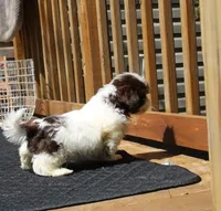 Giz AKC Liver!, a male Shih Tzu for sale in Thayer, KS – Photo 4 of 10