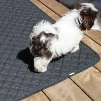 Giz AKC Liver!, a male Shih Tzu for sale in Thayer, KS – Photo 6 of 10