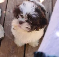 Giz AKC Liver!, a male Shih Tzu for sale in Thayer, KS – Photo 2 of 10