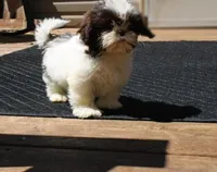 Giz AKC Liver!, a male Shih Tzu for sale in Thayer, KS – Photo 9 of 10