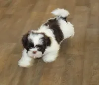 Giz AKC, a male Shih Tzu for sale in Thayer, KS – Photo 5 of 5