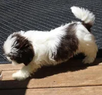 Giz AKC Liver!, a male Shih Tzu for sale in Thayer, KS – Photo 8 of 10