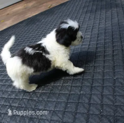 Diesel    havashu – Havanese, Shih Tzu puppy for sale in Thayer, KS