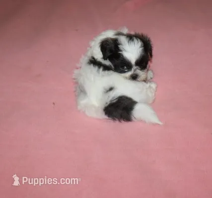 Binki purebred shih tzu Small  – Shih Tzu puppy for sale in Thayer, KS