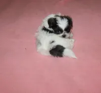 Binki purebred shih tzu Small  AKC choc, a female Shih Tzu for sale in Thayer, KS – 5 of 9