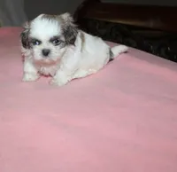 Trinket  Shih tzu Small! akc, a female Shih Tzu for sale in Thayer, KS – 9 of 10
