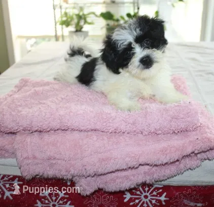 Small Magnoli  havashu  2.5  havanese shihtzu mix – Havanese, Shih Tzu puppy for sale in Thayer, KS