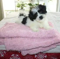 Small Magnoli  havashu  2.5  havanese shihtzu mix, a female Havanese and Shih Tzu for sale in Thayer, KS – 1 of 10