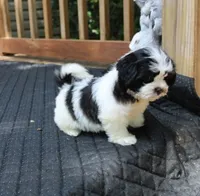Buttercup is a small   havashu havanese shihtzu, a female Havanese and Shih Tzu for sale in Thayer, KS – 5 of 10