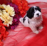 Daffodil  havashu   havanese/shih tzu  small, a female Havanese and Shih Tzu for sale in Thayer, KS – 5 of 10