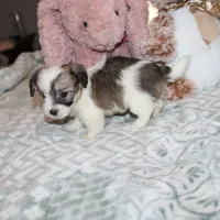 Cozy, a female Havanese for sale in Thayer, KS – 3 of 9